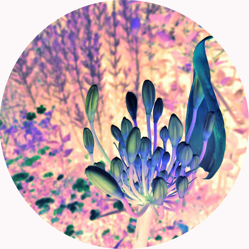 Agapanthus by etienne