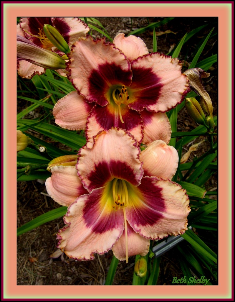 Varigated Day Lilies by vernabeth