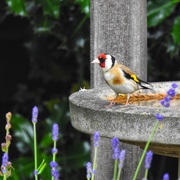 23rd Jun 2019 - Goldfinch