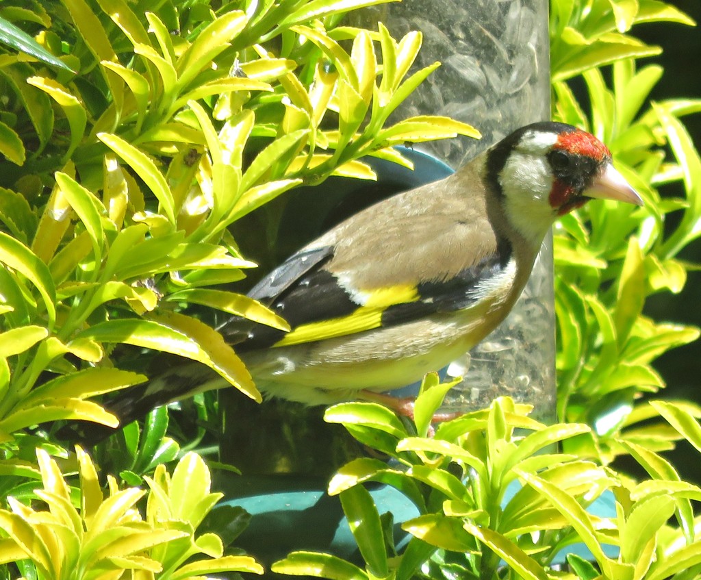 Goldfinch by countrylassie