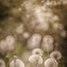 dandelions  by ingrid2101