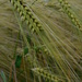 Barley by 365anne