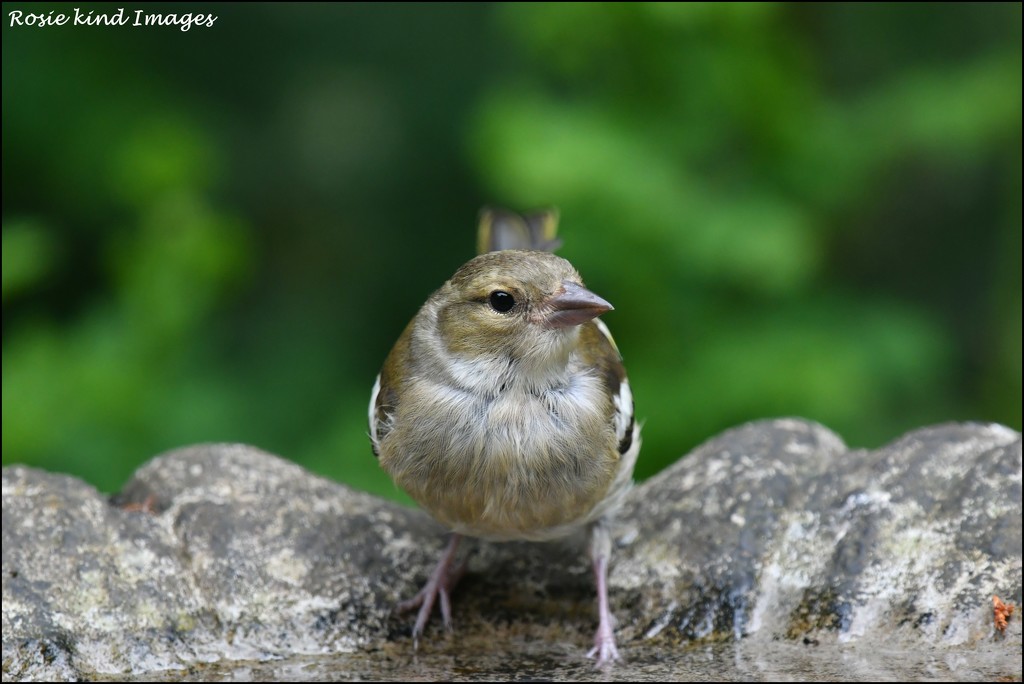 This little chaffinch stopped by for a drink by rosiekind