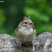 This little chaffinch stopped by for a drink by rosiekind