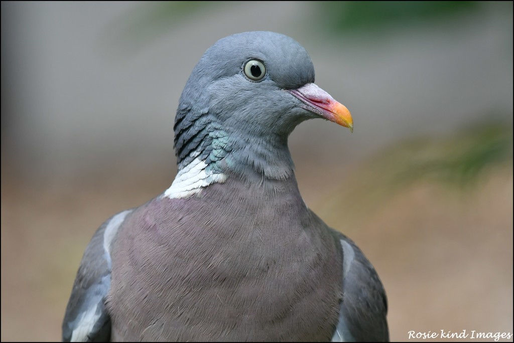 Wood pigeon by rosiekind