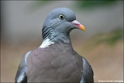 23rd Jun 2019 - Wood pigeon