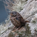 Shetland Wren by inthecloud5