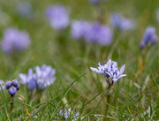 12th Jun 2019 - Spring squill on a squally day