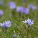 Spring squill on a squally day by inthecloud5