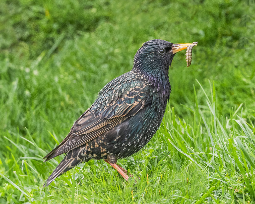 Shetland starling by inthecloud5