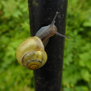 18th Jun 2019 - snail
