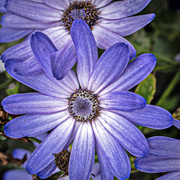 23rd Jun 2019 - Another purple flower