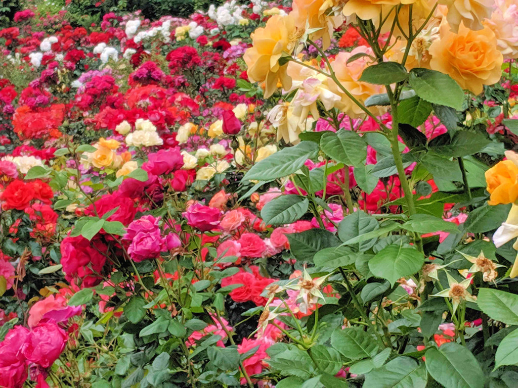 Rose Garden by gq