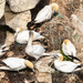 Gannets recycle plastic by inthecloud5