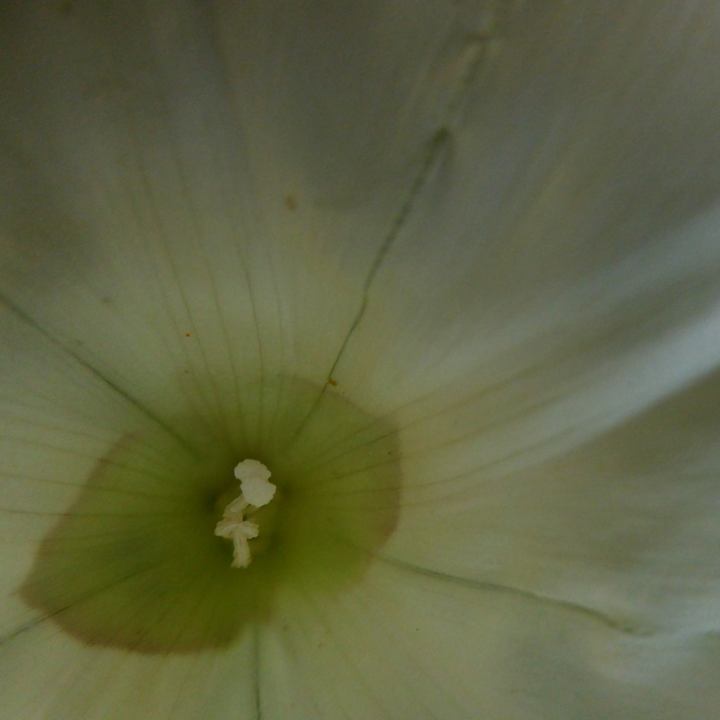 Convovulus after O'Keeffe by shannejw