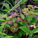 Rubus ursinus? by stephomy