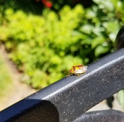 23rd Jun 2019 - Insect in the Sun