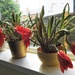 Flowering Cacti  by oldjosh