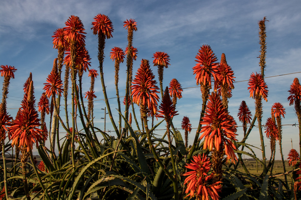 Aloes by seacreature