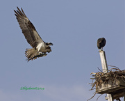 20th Jun 2019 - LHG_9958 Incoming to the Osprey nest