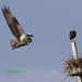 LHG_9958 Incoming to the Osprey nest by rontu