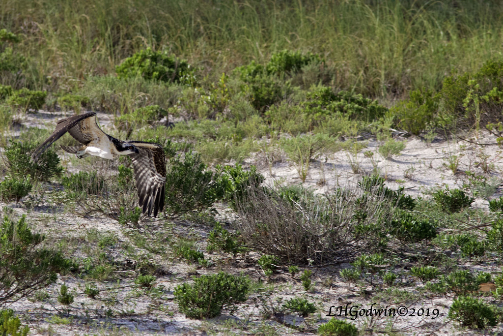 LHG_9950-Osprey-Hunting-across-the-dunes by rontu