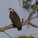 LHG_9923-Young-Osprey by rontu