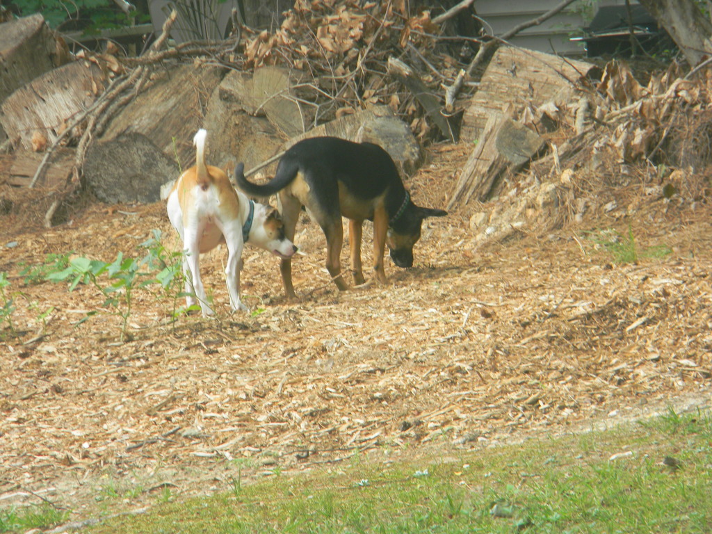 Two Dogs in Backyard by sfeldphotos