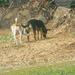 Two Dogs in Backyard by sfeldphotos