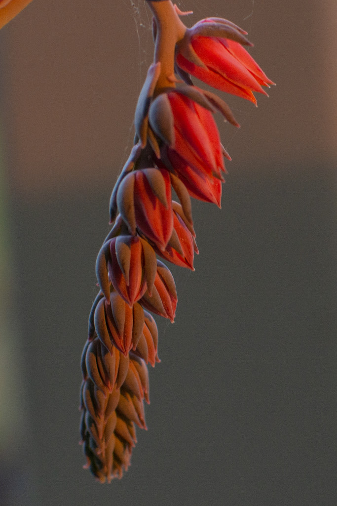 Succulent bloom by thewatersphotos
