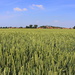 Wheat. by pyrrhula