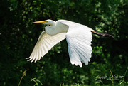 23rd Jun 2019 - Great White Egret II