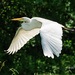 Great White Egret II by lynne5477
