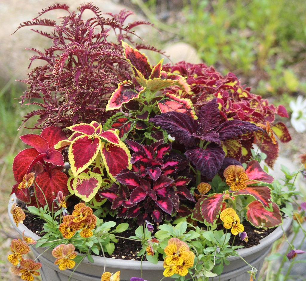 Coleus Plants Poted Up by paintdipper