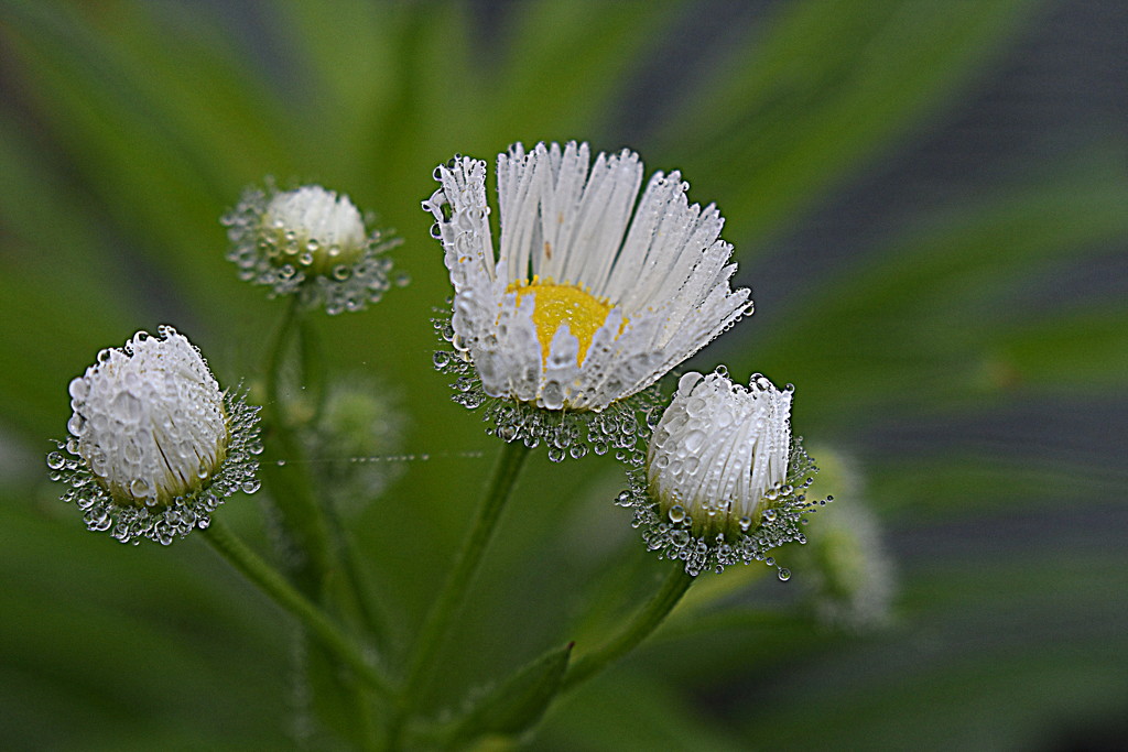 Dew on the Daisies by genealogygenie