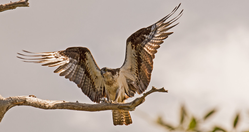 Osprey Mom, Returning to the Nest! by rickster549