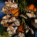 Over wintering monarch butterflies by maureenpp