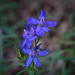 Wasatch Beardtongue by lindasees