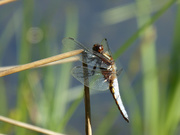 22nd Jun 2019 - the dragonfly, with gossamer wings outstretched