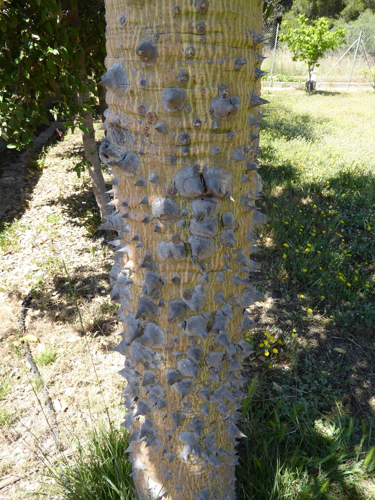 We have some painful looking tree trunks here in Spain!  by chimfa