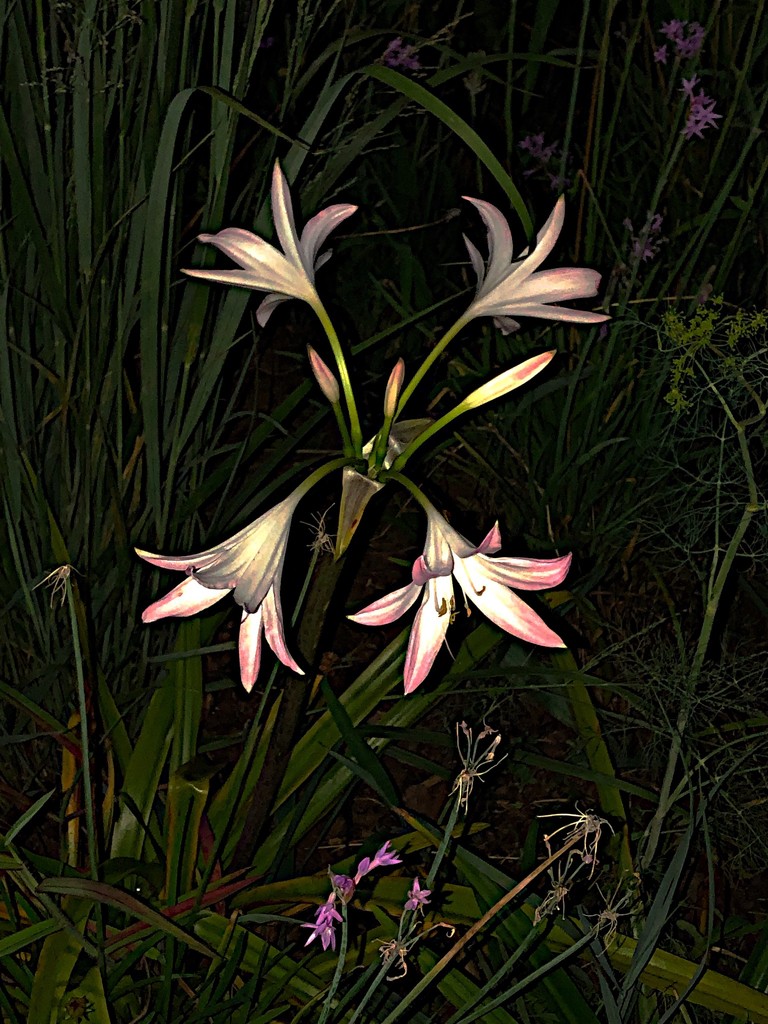 Lilies, Colonial Lake Garden,  Charleston by congaree