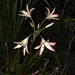 Lilies, Colonial Lake Garden,  Charleston by congaree