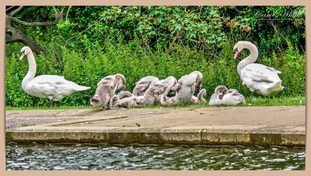 Protecting Their Large Brood by carolmw