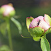 Peony Bud with Visitor by gaylewood