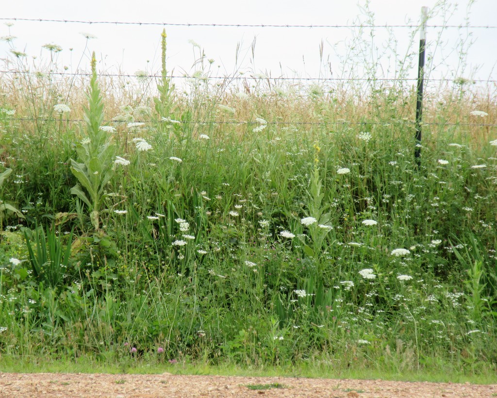 June 23: Wildflowers in the fence line by daisymiller