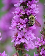 24th Jun 2019 - June 24: Bumble bee