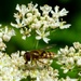 Hoverfly by fishers