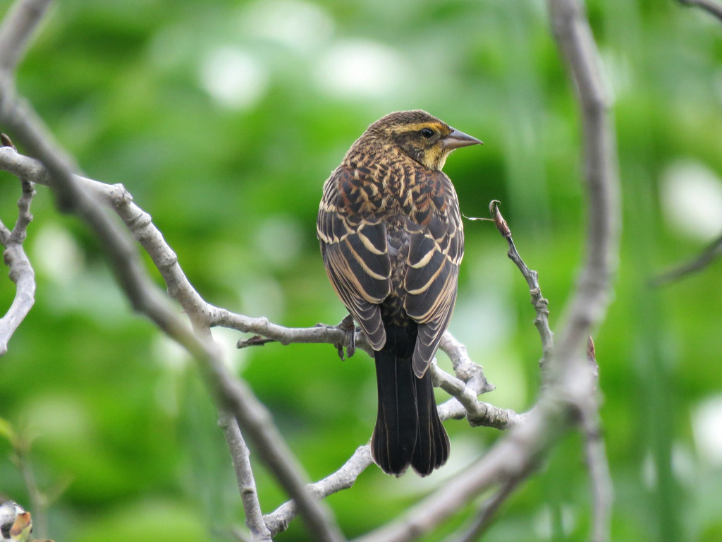 Sweet Song Sparrow by seattlite