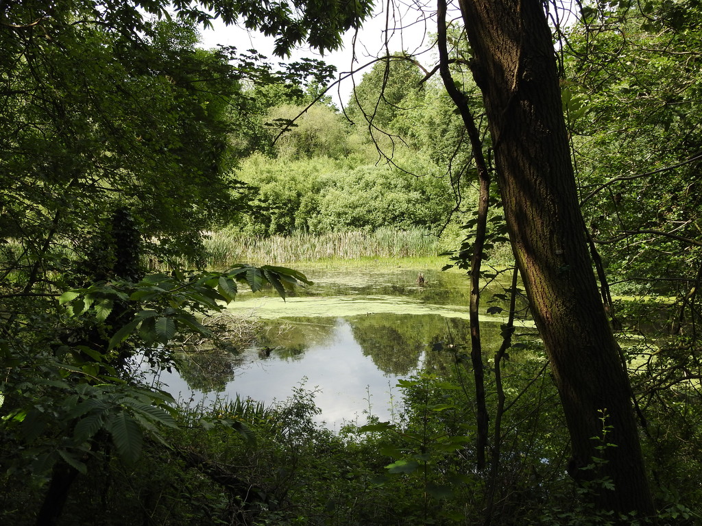 Moor Pond - Papplewick by oldjosh