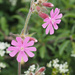 Red campion (Silene dioica) by philhendry